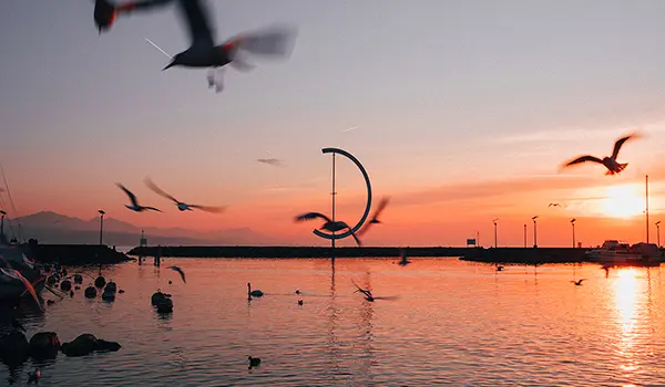 Photographie d'ambiance à Lausanne Ouchy par Speetch : coucher de soleil flamboyant sur le Lac Léman avec mouettes en vol, photographe professionnel en Suisse romande.